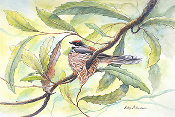 A Rufous Fantail mother bird sits in a small cup-shaped nest, surrounded by macadamia tree leaves.