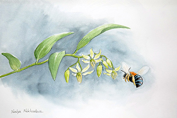 A sweet and simple watercolour illustration of a Blue-Banded Bee visiting a native Scrambling Lily flower in the garden.