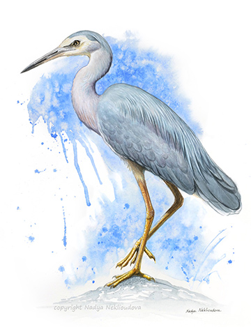 A white-faced heron is painted in great detail, seen from the side standing on a rock, one leg slightly raised in an elegant pose. This small heron species is mostly a blue-grey colour, with a white face and long grey bill, contrasted by a light yellow eye and long yellow legs. This bird is focused and ready to strike the water for his next meal of fish. The background is a loose watercolour splash of blue, suggesting a wetland. Artwork by Nadya Neklioudova.
