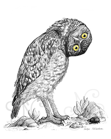 A detailed black and white drawing, done in pen & ink, of a Burrowing Owl with its head tilted sideways. Its yellow eyes are a pop of colour, looking at you quizzically. Near the owl’s feet is a small desert landscape with succulents and small stones, where a Scarab Beetle is hoping the Owl won’t see it.
