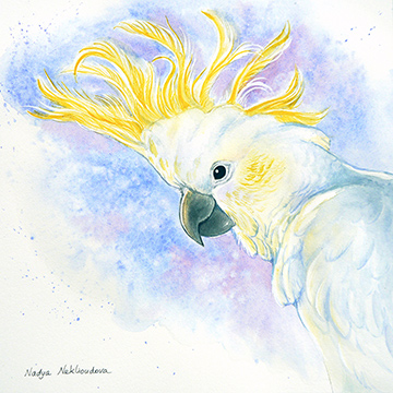 A square watercolour with a soft purplish-blue background wash, to set off the white and light-yellow tones of a Sulphur Crested Cockatoo in profile. The Cockatoo is looking to the left, with a cheeky grin.
