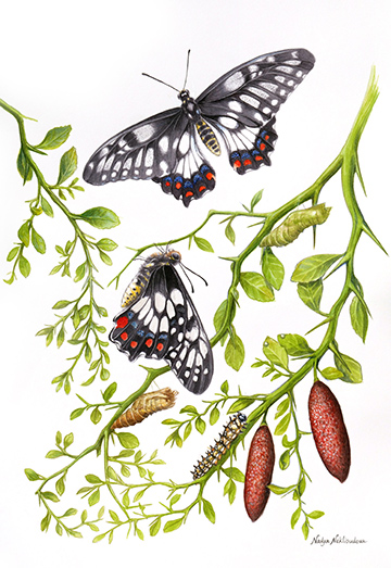 The prickly branches of a native lime bush poke throughout this painting – but this is the native habitat where the life cycle of the Dainty Swallowtail Butterfly takes place. Eggs, a caterpillar, two camouflaged chrysalis, a butterfly that has just emerged and is hanging to dry its wings, and at the top of the painting, a butterfly that has just taken off for its first flight.