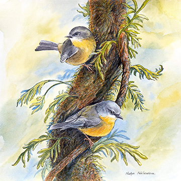 Two Yellow Robins perch on the side of a twisting rainforest tree, hunting for insects amongst the mosses and small ferns that grow on the tree. Behind the trees is a warm background glow of a rainforest bathed in sunrise.