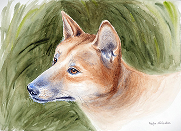 A soft watercolour portrait of a Dingo against a green leafy background, the animal is facing left and looking slightly upwards.