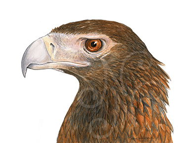 A detailed portrait of the head of a Wedge-Tailed Eagle, looking left. The Eagle’s beak is curved and sharp, the detailed plumage is brown.