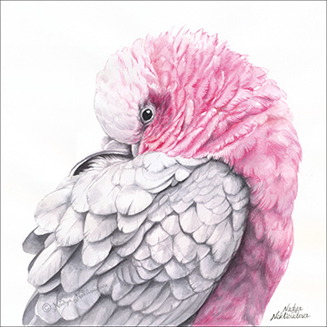 Watercolour painting in soft pinks and greys of a Galah preening his soft fluffed up feathers, creating an artistic composition reminiscent of a spiral.