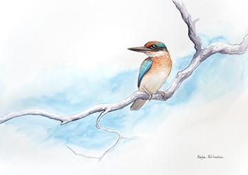This minimal illustration features the native Australian kingfisher perched calmly on the grey branch. The branch twists and wanders through the artwork. There is a soft blue watercolour wash background behind the bird and branch, and lots of white paper space to breathe.