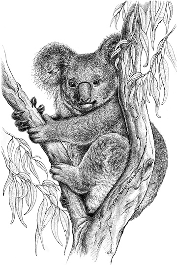 A pen and ink drawing of a Koala resting in a Eucalyptus tree, framed by leaves.