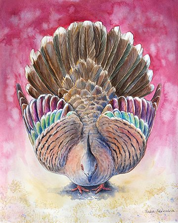 Upon a bright background watercolour wash of magenta at the top graduating to pale yellow at the bottom, stands a confident Crested Pigeon, facing the viewer directly. He stands with his head bowed, tail fanned out and high in the air, and wings opened with feathers aimed up in beautiful display, showing the iridescent magenta and green feathers of the wings.