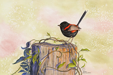 A male Red-backed Fairy-wren is like a tiny dancer on a sun-lit stage - the stage being a fence post. Sunset light creates warmth and cool shadows around intricately woven vines, that are winding around the fence post.