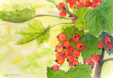 A small watercolour painting of red currant berries, still hanging on the bush, with a view of bright sunlight filtering through its leaves.