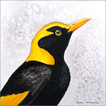 A brightly-coloured yellow and black Regent Bowerbird looks upwards towards the right, with a speckled grey background wash behind him.