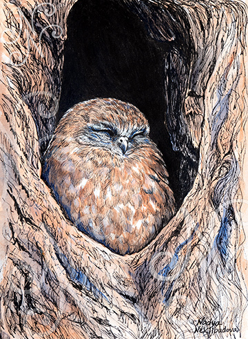 A drawing of a cute sleeping Boobook Owl, sitting in a tree hollow, clearly asleep with eyes closed. The artwork has a limited colour palette of mainly brown for the tree and owl's feathers, with blues and greys for shading. The texture of the tree is made up of ink pen scribbles.