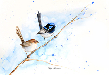 This delightful and minimal watercolour features just the two little birds on their branch, the bright male and demure brown female, looking in the same direction towards the right-hand side. There is a soft classic blue watercolour wash background behind them, and a few blue splashes to add interest.