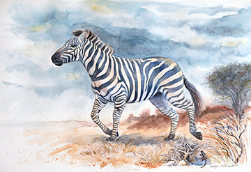 A watercolour Zebra runs through the dry African landscape, against a background of gathering storm-clouds, with a light curtain of rain in the distance. A small lizard in the foreground looks on, startled by the hoofbeats.