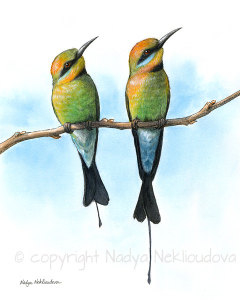 Rainbow Bee-Eaters male and female