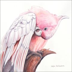 Pretty In Pink - Major Mitchells Cockatoo