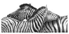 zebra love