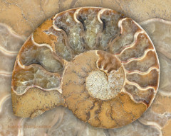 ammonite2-small