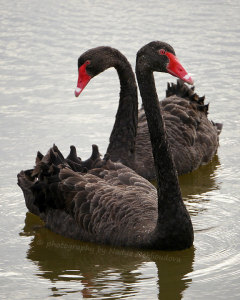 blackswans